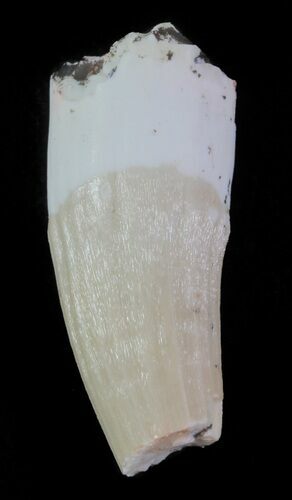 Partial Phytosaur Anterior Tooth - Arizona #62417